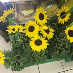 Meet your Posher, Tracy